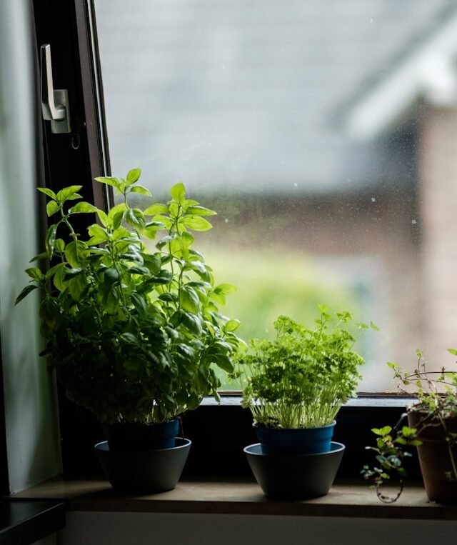 herb garden kitchen